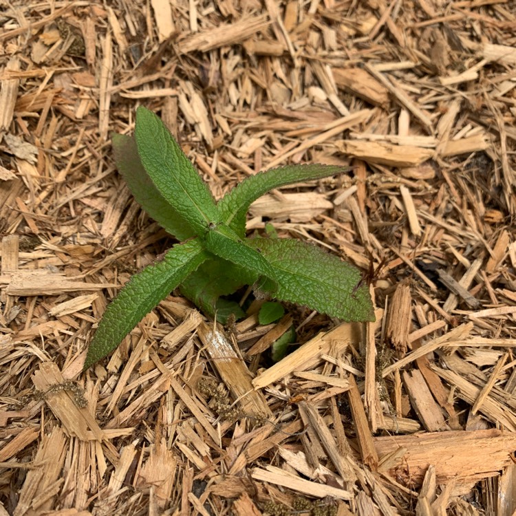 plant image 1592018