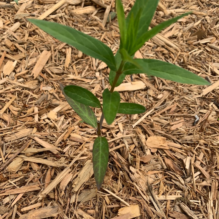 plant image 1592020 plant image 1592020