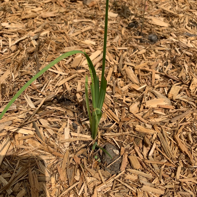 plant image 1592029