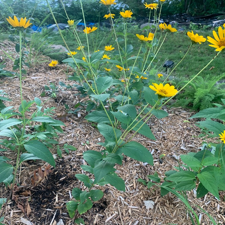 Plant image Heliopsis helianthoides 'Sweet Sunshine'