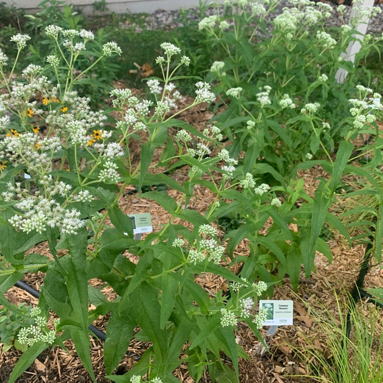Plant image Eupatorium Perfoliatum