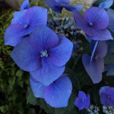 Hydrangea macrophylla ‘Black Lace'