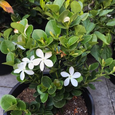 Carissa macrocarpa