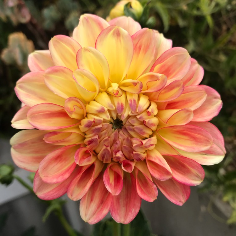 plant image 915426