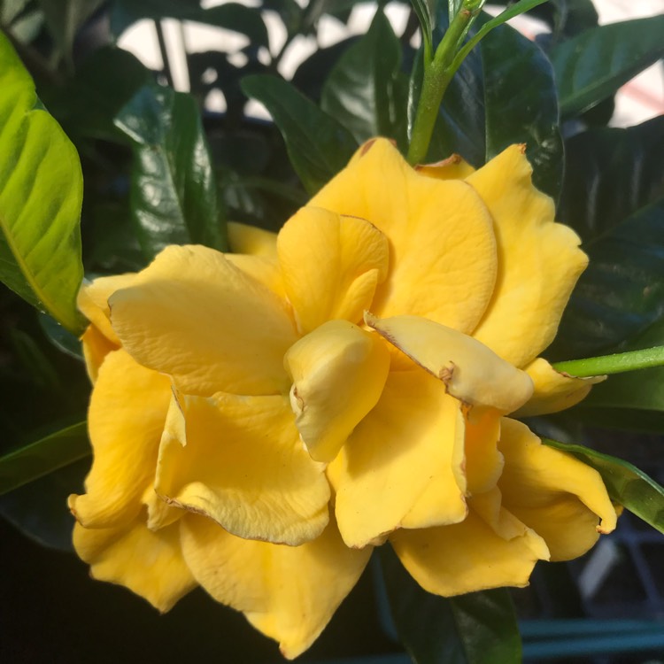 plant image 918008