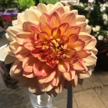 Dahlia 'Dahlinova Hypnotica Tequila Sunrise' (Dahlinova Hypnotica Series)