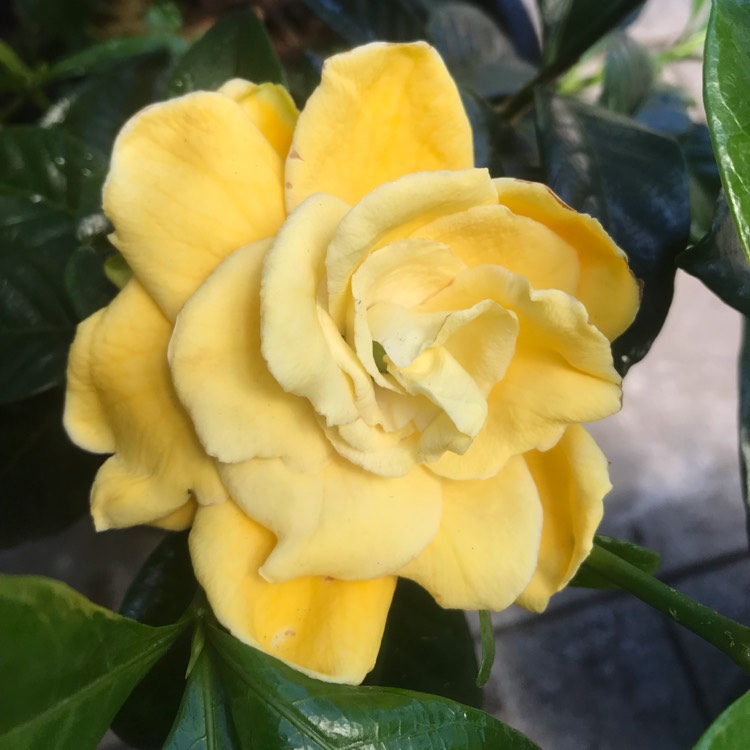 plant image 975443