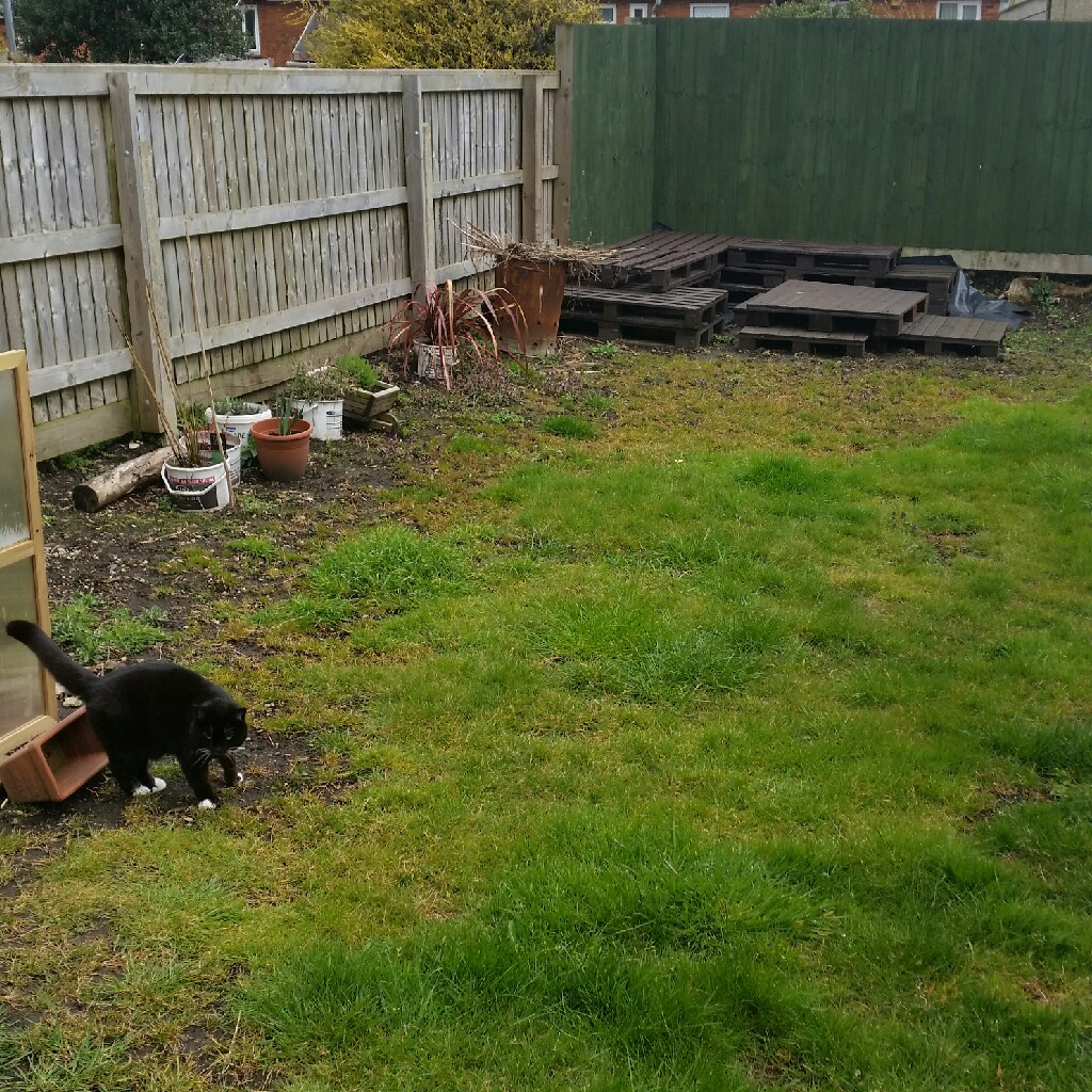 Michelle's garden