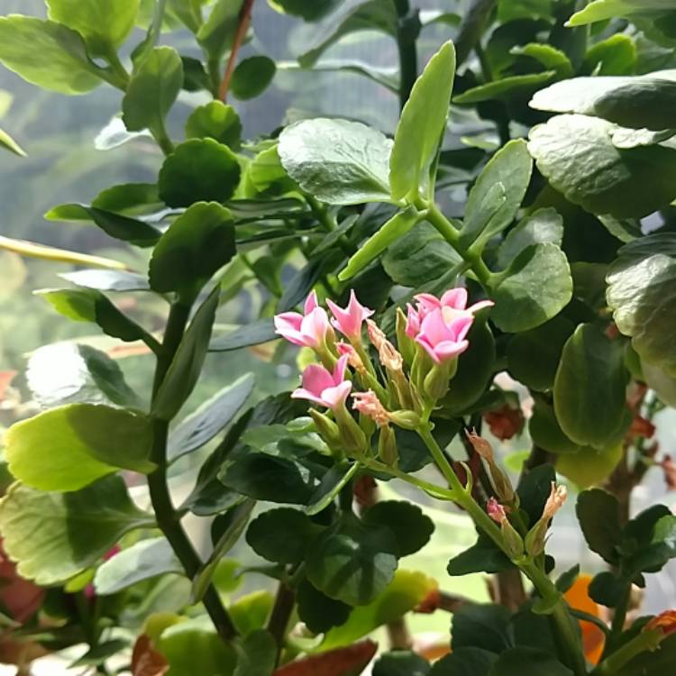 plant image 787461