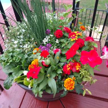 Trish's garden
