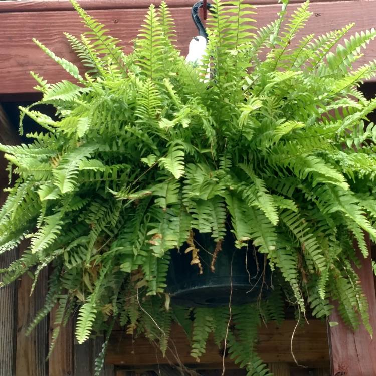 plant image 837594