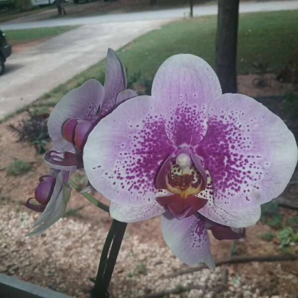 Plant image Phalaenopsis 'Allegria'