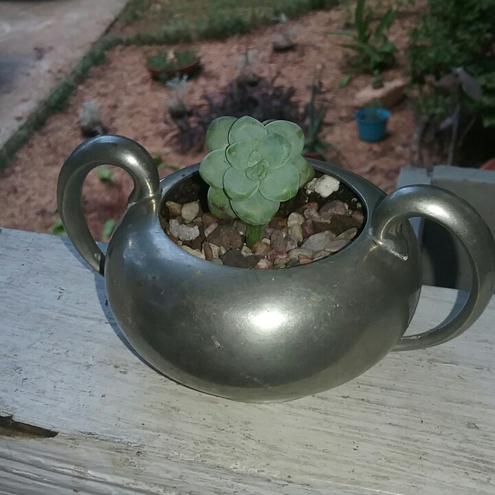 Plant image x Pachyveria Claire