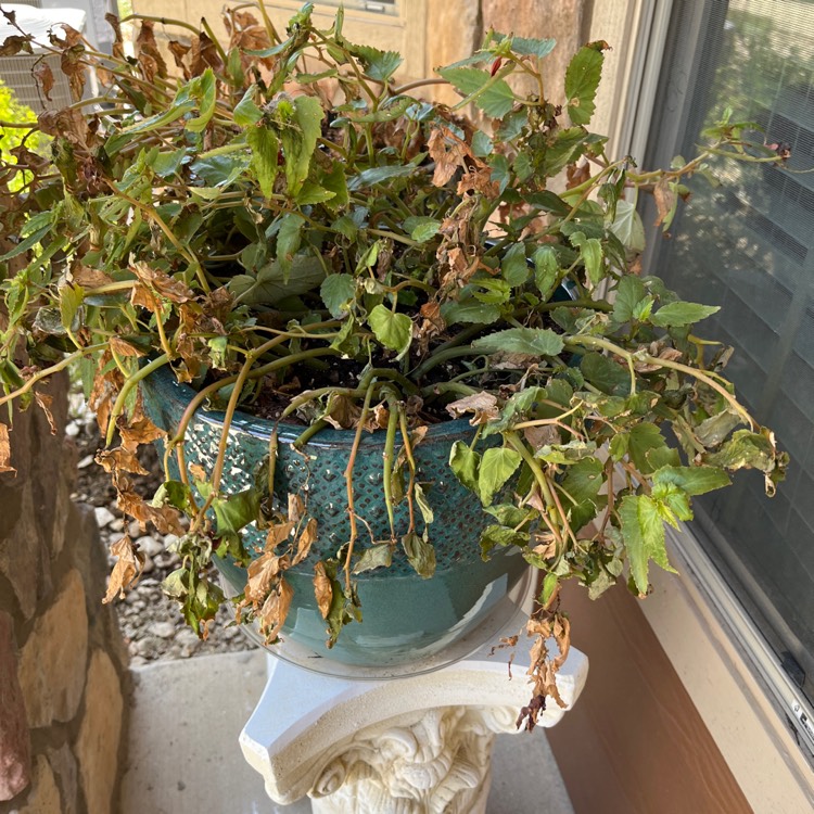 plant image 1679248