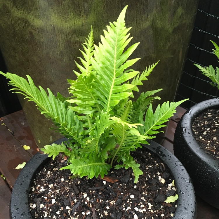 Plant image Blechnum Gibbum 'Silver Lady'