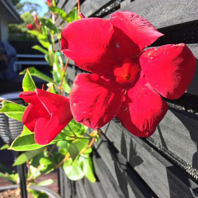 Plant image Mandevilla diamantina Topaze 'Vermillon'