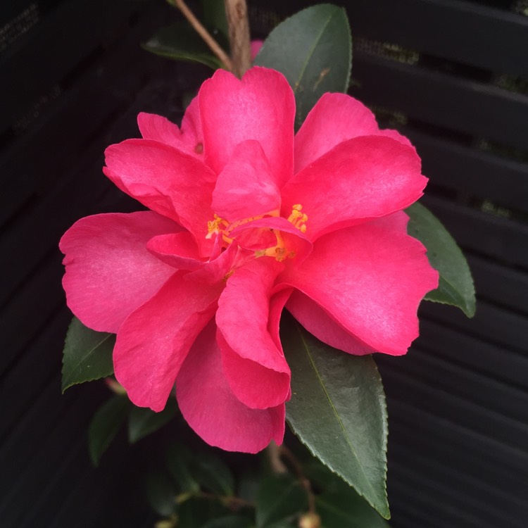Plant image Camellia hiemalis 'Chansonette'