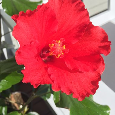 Tamara's garden