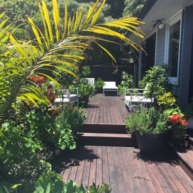 Tamara's garden