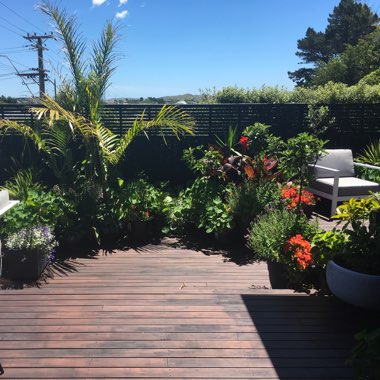 Tamara's garden