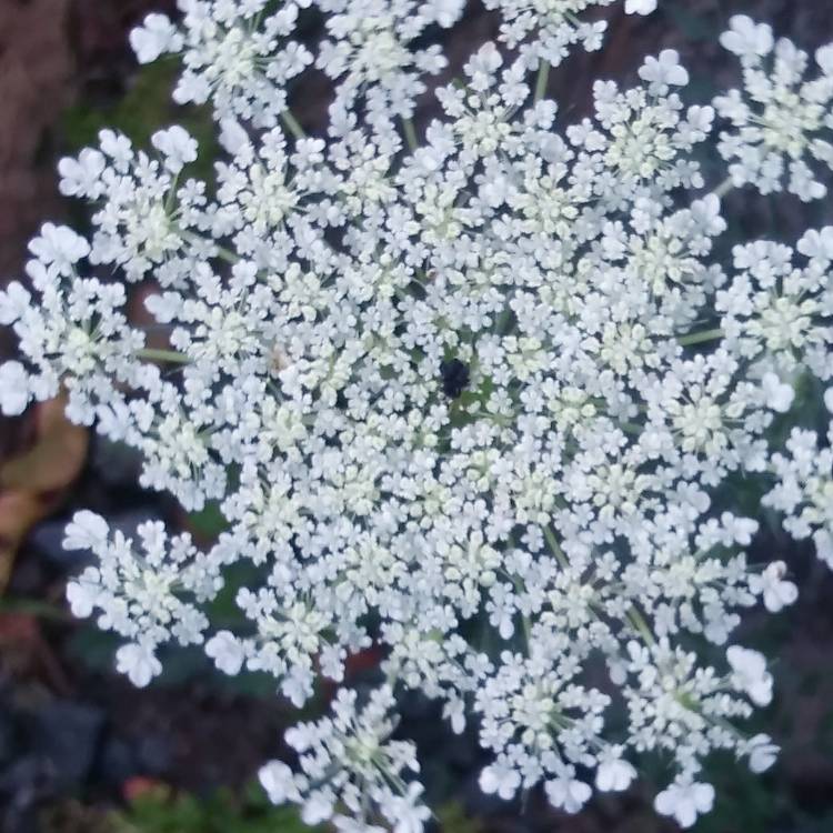 Plant image Daucus carota