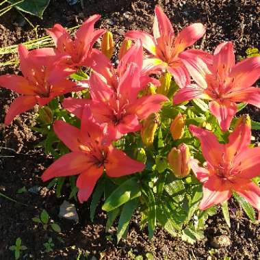 Trudy's garden