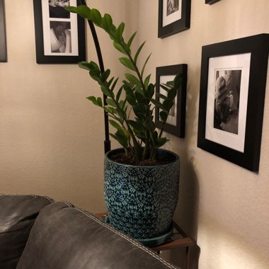 Zamioculcas zamiifolia