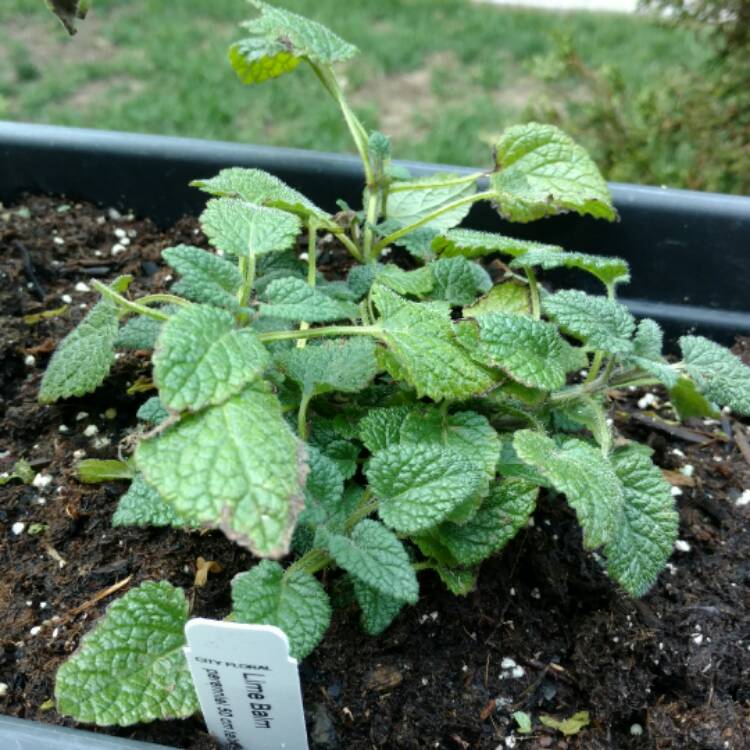 Plant image Melissa officinalis 'Lime Balm'