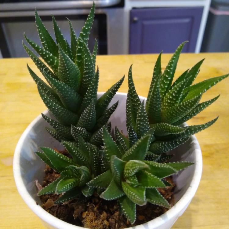 Plant image Haworthia resendeana