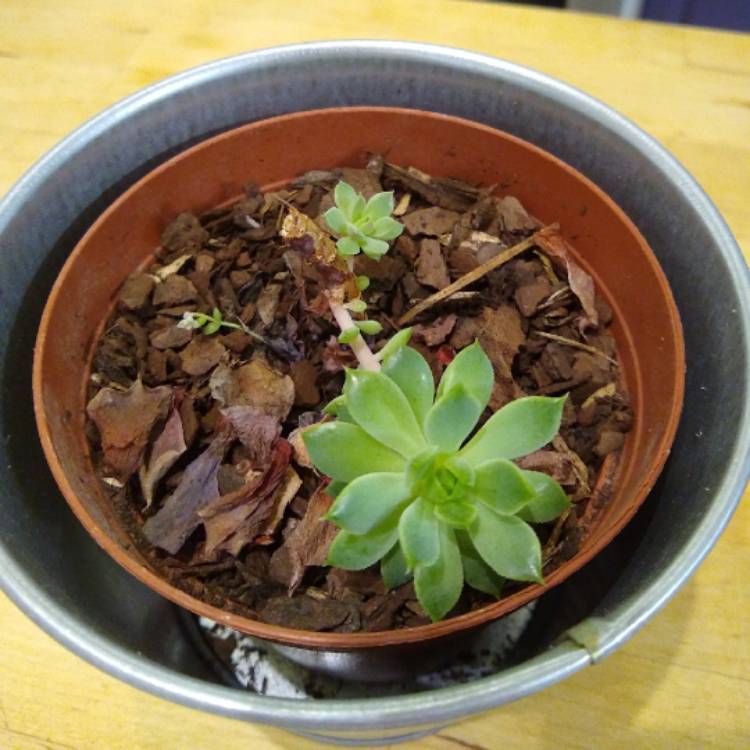 plant image 1118443