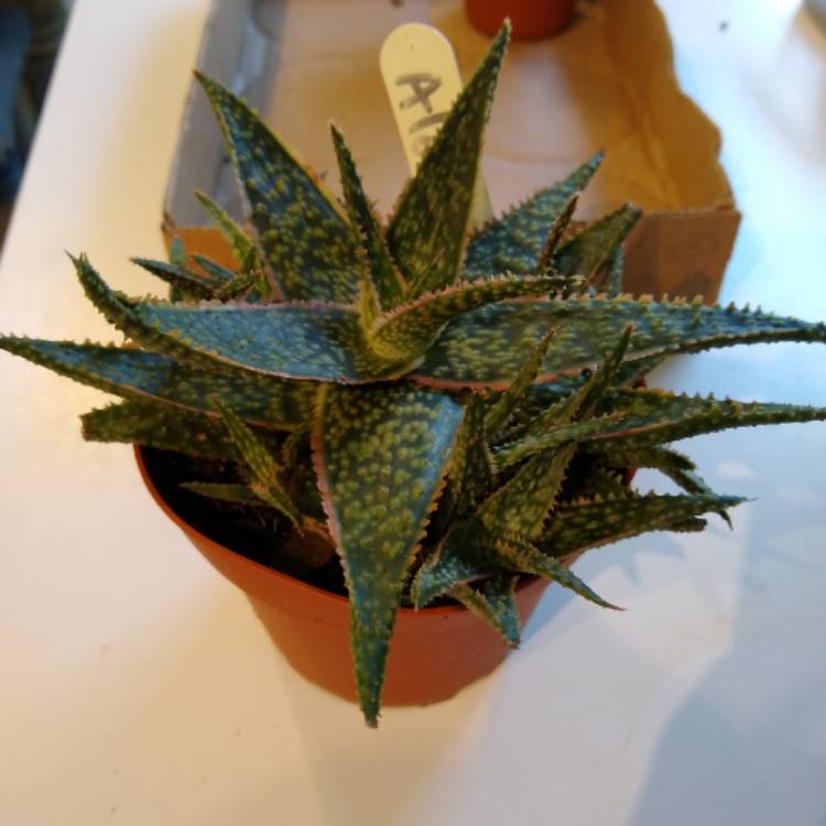 plant image 1121693