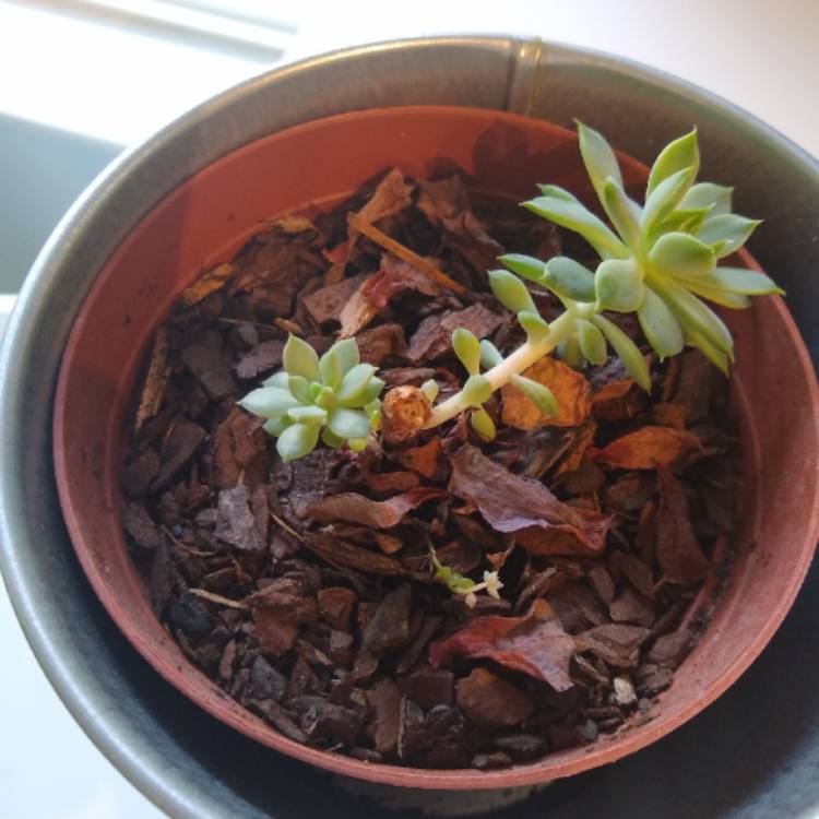 Plant image Echeveria Ramillete