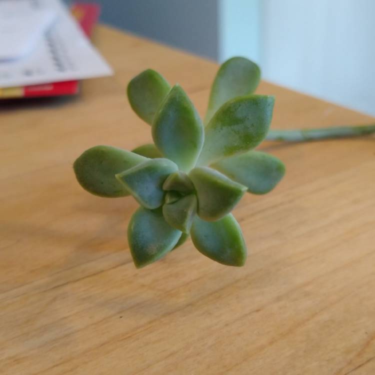 plant image 1156330