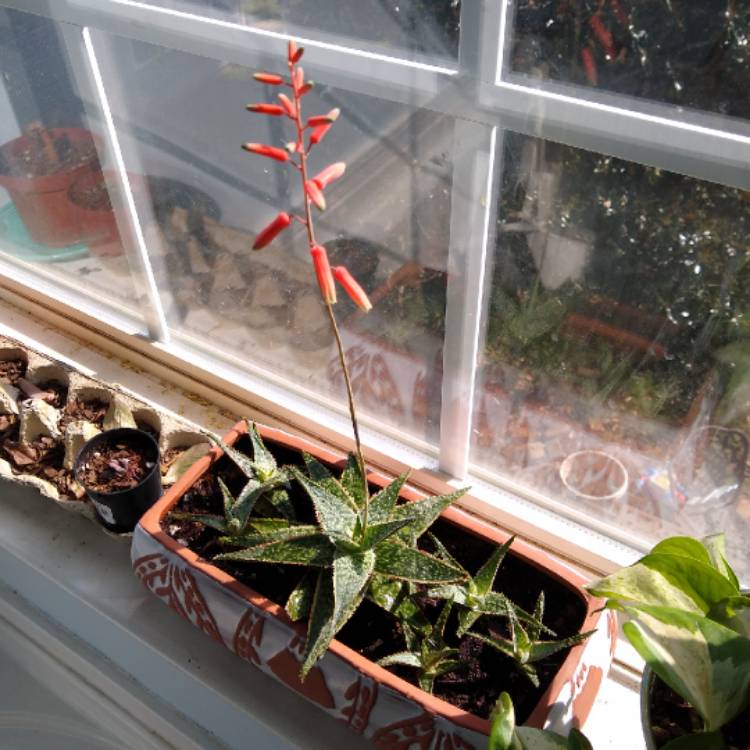 Plant image Aloe 'Christmas Carol'
