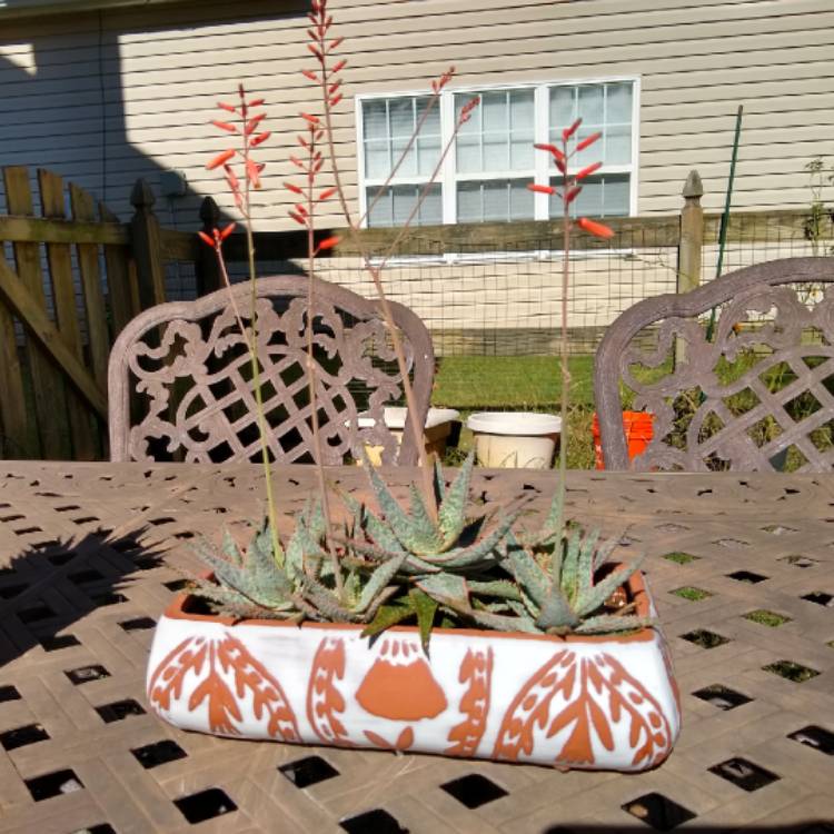 plant image 1399277