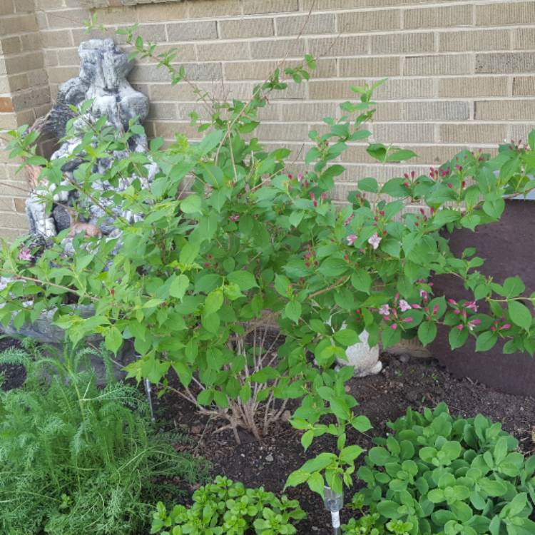 plant image 444262