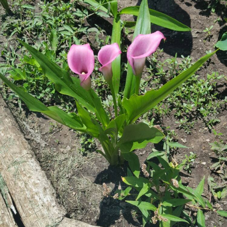 plant image 501605