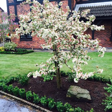 Tash's garden