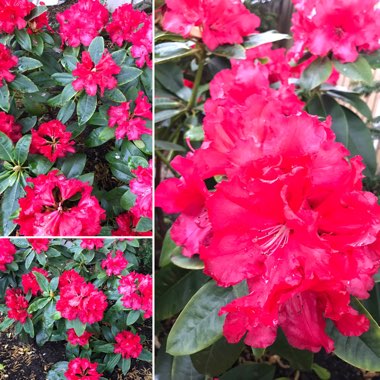 Rhododendron 'Markeeta's Prize'