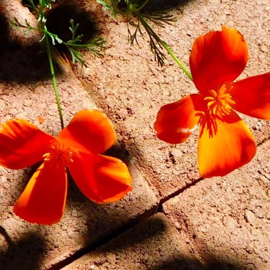 California Poppy