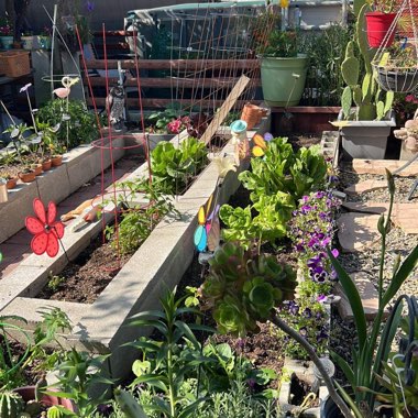 Terri's garden
