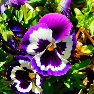 Pansy