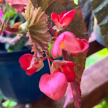 Begonia