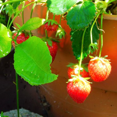 Strawberry