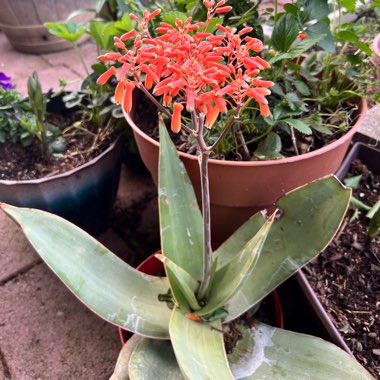 Aloe Big Red