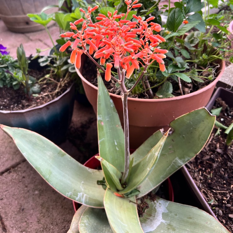 Plant image Aloe Hybrid LEO 0002 'Big Red'