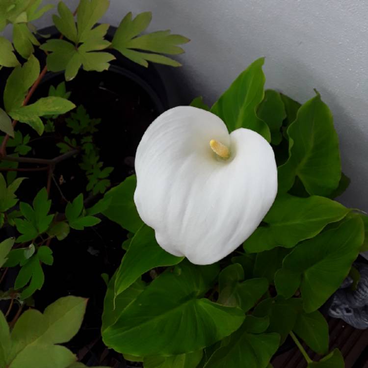 plant image 1319795