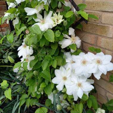 Clematis