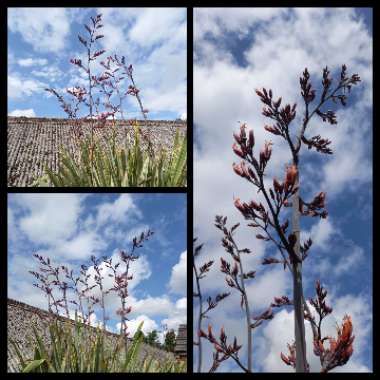 T's garden