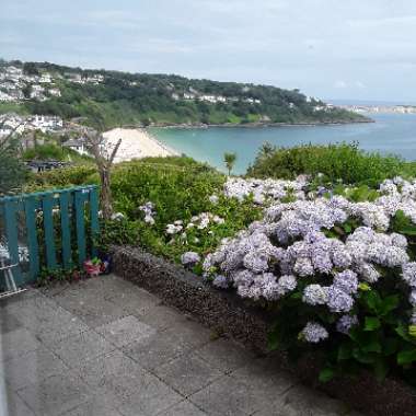 T's garden